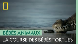 Documentaire Ce bébé tortue peut-il échapper aux prédateurs et atteindre l’océan ?