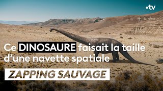 Ce dinosaure faisait la taille d’une navette spatiale