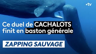 Ce duel de cachalots finit en baston générale