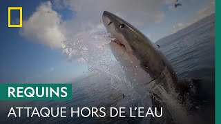 Ce leurre peut-il permettre aux scientifiques d'étudier une attaque de requin hors de l'eau ?