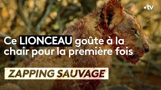 Ce lionceau goûte à la chair pour la première fois