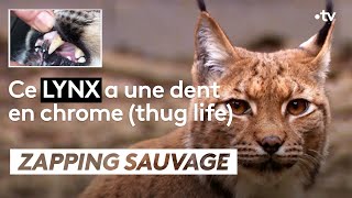 Documentaire Ce lynx a une dent en chrome