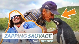 Ce manchot est plus fidèle que Lorenzo !