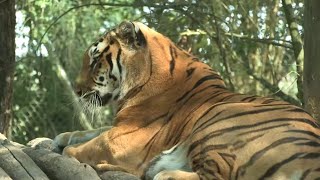 Ce parc accueille des animaux qui reviennent de loin