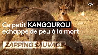 Ce petit kangourou échappe de peu à la mort