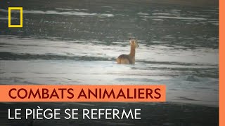 Ce puku est pris au piège entre une hyène et des crocodiles