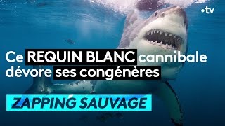 Ce requin blanc cannibale dévore ses congénères