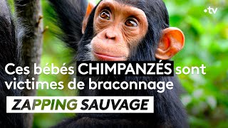 Ces bébés chimpanzés sont victimes de braconnage