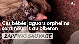 Ces bébés jaguars orphelins sont nourris au biberon