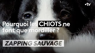 Ces chiots sont promis à un grand avenir