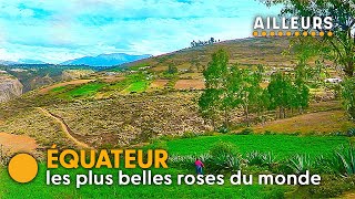 Ces français qui vont jusqu'à la Cordillère des Andes pour cueillir des roses