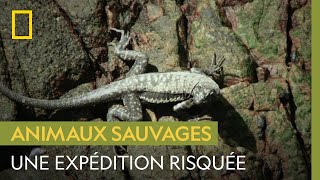Ces iguanes risquent leur vie pour atteindre la mer dans l'espoir de se nourrir