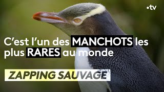 C’est l’un des manchots les plus rares au monde