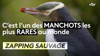 Documentaire C’est l’un des manchots les plus rares au monde