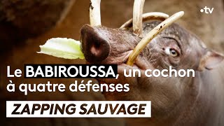 Cet étrange cochon se soigne avec l’acupuncture