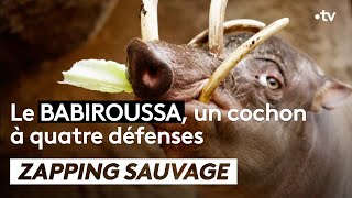 Documentaire Cet étrange cochon se soigne avec l’acupuncture