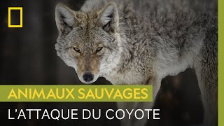 Documentaire Cet homme raconte comment il s’est fait attaquer par un coyote en pleine nuit