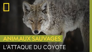 Cet homme raconte comment il s'est fait attaquer par un coyote en pleine nuit