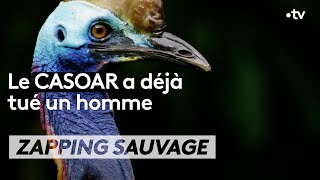 Cet oiseau a déjà tué un homme