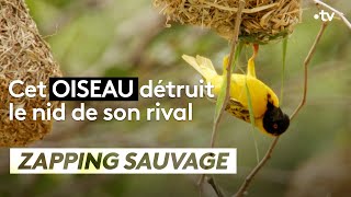 Cet oiseau détruit le nid de son rival