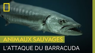 Documentaire Cette kayakiste raconte comment elle s’est fait attaquer par un barracuda