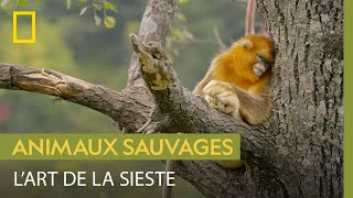 Chez les singes, la sieste est un art