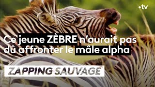 Combat acharné entre deux zèbres