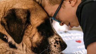 Documentaire Comment le chien est-il devenu le premier ami de l’homme ?