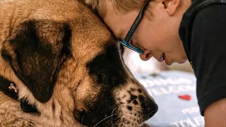 Comment le chien est-il devenu le premier ami de l'homme ?