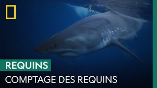 Comment sont réalisées les estimations du nombre de requins ?