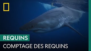 Documentaire Comment sont réalisées les estimations du nombre de requins ?