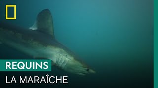 Documentaire Connaissez-vous la maraîche, cousin du grand requin blanc ?