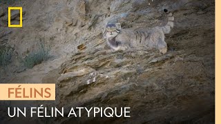 Connaissez-vous le manul, félin qui vit à 4500 mètres d'altitude ?