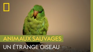 Connaissez-vous le toui à bandeau jaune, étrange oiseau du désert ?