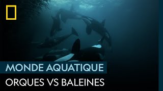 Dans les fjords norvégiens, la compétition fait rage entre orques et baleines