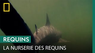 Documentaire Découverte d’une nurserie pour les requins-bouledogues à des kilomètres de l’océan