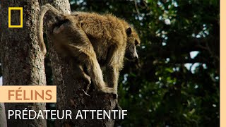 Documentaire Des babouins olive guettent la chasse prometteuse d’un guépard
