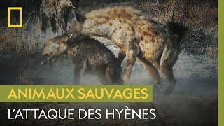 Documentaire Des hyènes lynchent un jeune mâle qui a voulu rejoindre leur clan