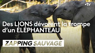 Des lions dévorent la trompe d'un éléphanteau