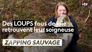 Des loups fous de joie retrouvent leur soigneuse