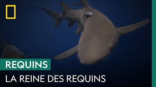 Documentaire Des scientifiques prélèvent l’ADN de deux énormes requins-bouledogues