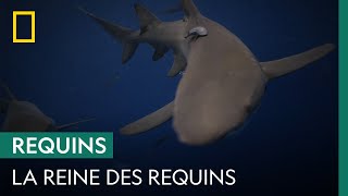 Des scientifiques prélèvent l'ADN de deux énormes requins-bouledogues