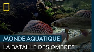 Deux ombres communs se battent pour féconder les œufs d'une femelle