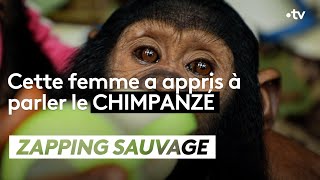 Documentaire Elle a appris à parler le chimpanzé