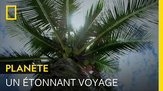 Entre terre et mer : le voyage des noix de coco