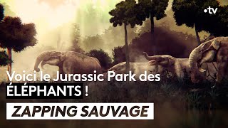Documentaire Étonnante trouvaille : le Jurassic Park des éléphants
