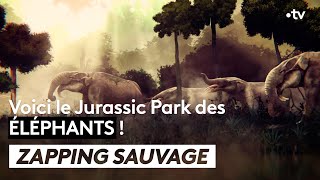 Étonnante trouvaille : le Jurassic Park des éléphants