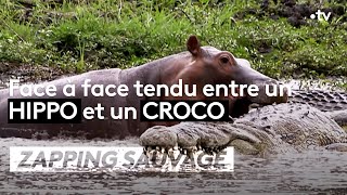 Documentaire Face à face tendu entre un hippo et un croco