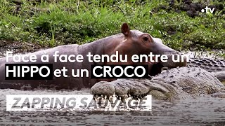 Face à face tendu entre un hippo et un croco