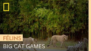 Guépard, tigre, lion : qui attaquera sa proie le premier ?